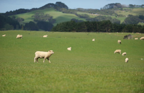 Muriwai Auckland farmland